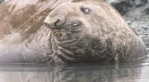 Southern Elephant Seal In Water