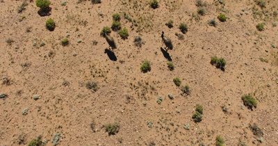 Aerial of Emu in Australian Outback_4K