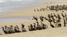 A Flock Of Cormorants Stand On A Beach Edge. Nearest Birds Fly Away. Shot In Mexico. Atmospheric, Wildlife.