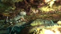 Reef Scorpionfish And Coral Shrimp