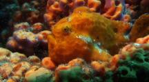 Frogfish In Sponge