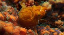 Longlure Frogfish In Sponge