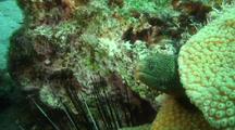Goldentail Moray In Coral