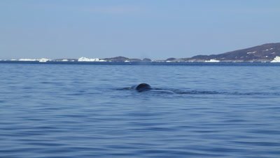 bowhead whale diving 