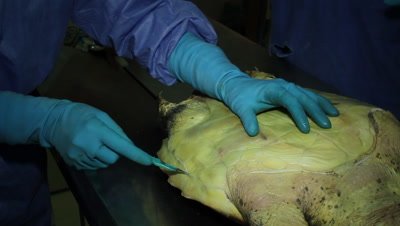 Autopsy of loggerhead turtle,opening the soft underside of the turtle professor and assistant working