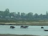 Water Buffalo & Canoes Crossing River
