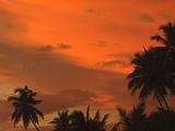 Orange Tropical Sky With Palm Trees