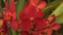 Close-Up Red Orchids