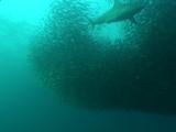 Bryde's Whale, Sharks, Dolphins Feed In Bait Ball