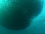 Common Dolphins Feed In Swirling Bait Ball