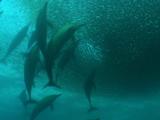 Common Dolphins Feed In Bait Ball