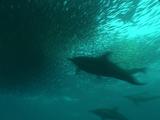 Common Dolphins, Seal Feed In Bait Ball