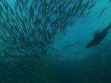Cape Fur Seal Feeds In Bait Ball