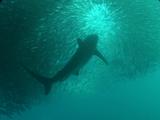 Copper Sharks, Common Dolphins Feed In Bait Ball