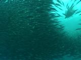 Copper Sharks, Cape Fur Seals Feed In Bait Ball