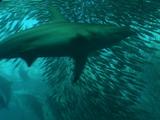 Sharks, Dolphins, Fur Seals Feed In Bait Ball