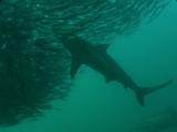 Copper Sharks, Gannets Feed In Bait Ball