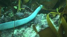 Hagfish In Kelp Forest