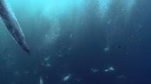 Gannetts Diving Underwater Hunting For Sardines In Baitball