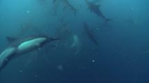 Sardine Run Bait Ball With Gannetts, Common Dolphin And Copper Sharks