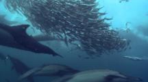 Sardine Run Bait Ball With Gannetts, Common Dolphin And Copper Sharks