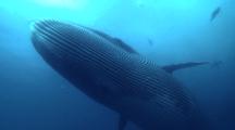Brydes Whale Disturbs Sardine Run Bait Ball 