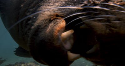 Defensive Bull Cape Fur Seal Bites Camera