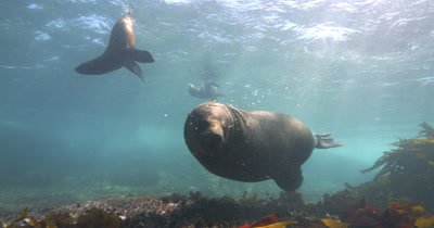 Bull Cape Fur Seal defending territory