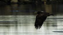 Juvenile Bald Eagle Feeding On A Fish On Floating Ice
