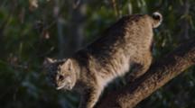 Young Bobcat Walking Down A Tree