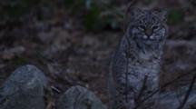 Young Bobcat Carefully Walking On The Forest Floor
