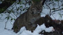 Adult Bobcat Feeding On A Deer On Snow