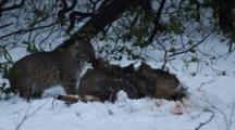 Adult Bobcat Feeding On A Deer On Snow