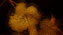 Yellow-Spotted Salamander Eggs