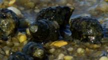 Mud Snails Feed In Wet Gravel 