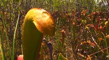 Field Of Hooded Pitcher Plants,Sarracenia Minor Var. Okefenokeensis