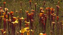 Field Of Yellow Pitcher Plants,Sarracenia Flava
