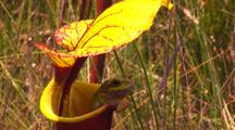 Frog, Possibly Ornate Chorus Frog, Inside A Yellow Pitcher Plant