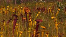 Field Of Yellow Carnivorous Pitcher Plant, Sarracenia Flava