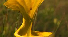 Yellow Pitcher Plant Close-Up, Sarracenia Flava