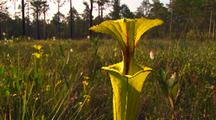 Yellow Pitcher Plant With Field Behind, Sarracenia Flava