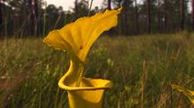 Yellow Pitcher Plant With Field Behind,Sarracenia Flava