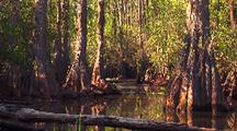 Okefenokee Swamp, Cedars