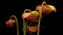 Time Lapse Pitcher Plant Flower Blooming