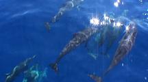 Spinner Dolphins Bowriding, Maldives