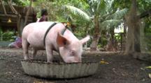 Domestic Pig On Leash Eating And Scratching