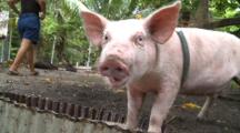Domestic Pig On Leash Eating
