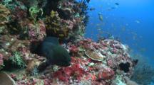 Giant Moray Being Cleaned By Bluestreak Cleaner Wrasse, Surrounded By Scalefin Anthias, The Maldives