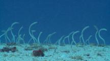 Large Colony Of Spaghetti Garden Eels Feeding From Burrows, Meemu Atoll, The Maldives 