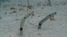 Pair Of Spotted Garden Eels, Emerges From Hole In Sand To Feed, Cu, Vaavu Atoll, The Maldives